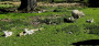 Spring lambs Spring lambs