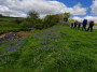Bluebells still much in evidence