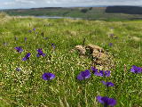 Violets above Grassholme
