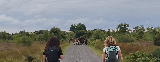 Ponies on a long lonning after crossing Drumburgh Moss