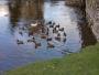 Love a duck Love a duck