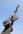 skyhook skyhook