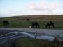 Ponies on the moor