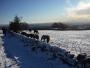 Ponies and Bolton Ponies and Bolton