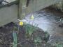 Daffs in January??? Daffs in January???