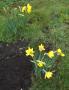 Daffodils in January