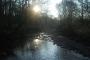 Winter woodland scene Winter woodland scene
