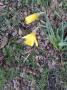  Yay! The first daffodils, very early