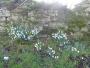  Snowdrops abounded
