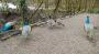 &nbsp;Peacocks and Peahens