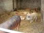 &nbsp;Pigs at the farm