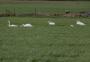 &nbsp;Swans in the field