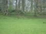Spot the deer - keeping out of the rain Spot the deer - keeping out of the rain
