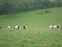 Goats ahoy Goats ahoy