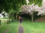 Blossom and greenery Blossom and greenery