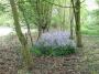 Fabulous bluebells Fabulous bluebells