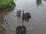 Black Swans a swimming Black Swans a swimming