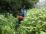 Viv disappears into the greenery Viv disappears into the greenery