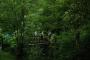 Crossing a bridge in very green woodland Crossing a bridge in very green woodland