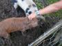 Here piggy, piggy Here piggy, piggy