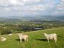 Sheep with views Sheep with views