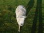 Friendly tup Friendly tup