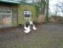 Not so sure about the geese Not so sure about the geese