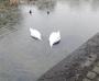  Feeding swans