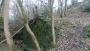 In the woods In the woods