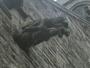 Gargoyle Gargoyle