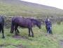Viv loves Horse Whispering Viv loves Horse Whispering
