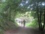Through the wood too Through the wood too