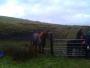 Curious horses Curious horses