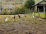 Jemima Puddleducks Jemima Puddleducks