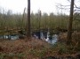  Delamere swamp, there was a lot of this.