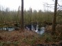 Delamere swamp, there was a lot of this. Delamere swamp, there was a lot of this.