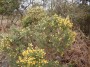Gorse in bloom already, we saw daffodils and willow too. Gorse in bloom already, we saw daffodils and willow too.