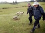 Lambs in the field, just don't mention mint sauce. Lambs in the field, just don't mention mint sauce.