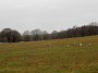 Grey lagged geese in the fields. Grey lagged geese in the fields.