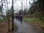 More daffodils in the woodland. More daffodils in the woodland.