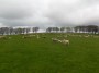 Baaaa, cute lambs.