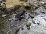 Maude cooling off Maude cooling off
