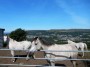 Three horses and Peel Tower in the background again Three horses and Peel Tower in the background again