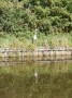 Oscar the Heron, no £1's given out though Oscar the Heron, no £1's given out though