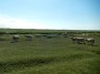Tupping time Tupping time