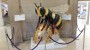 Worker Bee in the Library Worker Bee in the Library