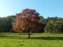 Stunning tree Stunning tree