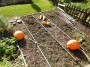 Pumpkin glory Pumpkin glory