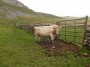 Bull at a gate, a large white one at that. Bull at a gate, a large white one at that.