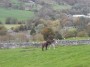 Mum and foal Mum and foal